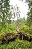 rotlösa träd efter orkan i en skog i öst Europa foto