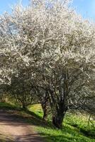 vår landskap med blomning äpple träd. foto