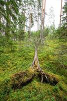 rotlösa träd efter orkan i en skog i öst Europa foto