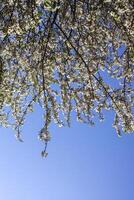 klasar av appe träd blomma med vit blommor mot de blå himmel bakgrund. foto