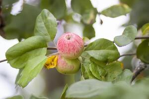 röd mogen äpplen på träd gren foto