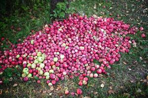röd äpplen i sommar trädgård foto