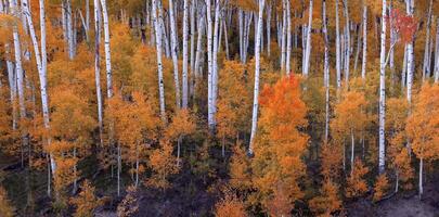 utah höst färger aspens foto