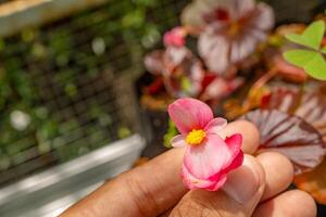 liten rosa blomma begonia sparreana på de grön trädgård. Foto är lämplig till använda sig av för natur bakgrund, botanisk affisch och trädgård innehåll media.