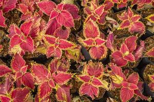 massa av röd blad miana, iler coleus scutellarioides på parkera som dekorativ växt. de Foto är lämplig till använda sig av för botanisk bakgrund, natur affisch och flora utbildning innehåll media.