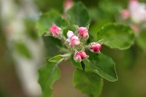 äpple träd blomma i vår, närbild, selektiv fokus foto