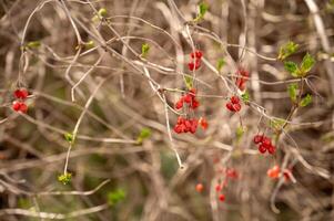 viburnum gren med röd bär på en suddig bakgrund foto