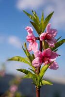 persika blomma i vår tid med blå himmel i de bakgrund foto