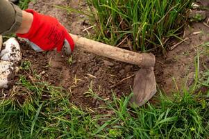 en kvinnas hand i röd handskar rycker upp med rötterna ogräs i henne trädgård foto
