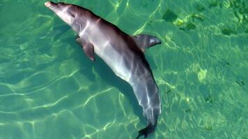 ung nyfiken flasknos delfin ler, lekfull allmänning tursiops truncatus närbild simning under vattnet. Hoppar ut av vatten foto