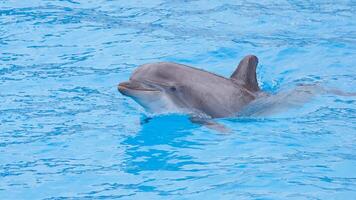 ung nyfiken flasknos delfin ler, lekfull allmänning tursiops truncatus närbild simning under vattnet. Hoppar ut av vatten foto