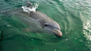 ung nyfiken flasknos delfin ler, lekfull allmänning tursiops truncatus närbild simning under vattnet. Hoppar ut av vatten foto