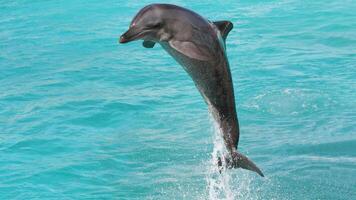 ung nyfiken flasknos delfin ler, lekfull allmänning tursiops truncatus närbild simning under vattnet. Hoppar ut av vatten foto