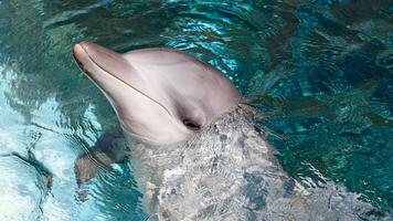 ung nyfiken flasknos delfin ler, lekfull allmänning tursiops truncatus närbild simning under vattnet. Hoppar ut av vatten foto