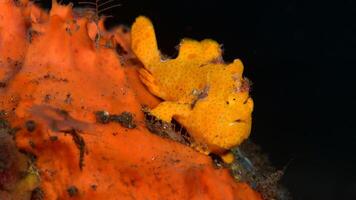 grodfisk antennarius. Fantastisk under vattnet värld, groda fisk marin varelse foto