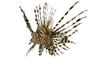 drakfisk eller pterois, en skön predatory lejon fisk simmar i Sök av mat under vattnet foto