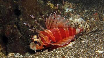 drakfisk eller pterois, en skön predatory lejon fisk simmar i Sök av mat under vattnet foto