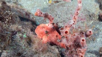 grodfisk antennarius. Fantastisk under vattnet värld, groda fisk marin varelse foto