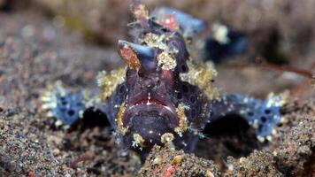 grodfisk antennarius. Fantastisk under vattnet värld, groda fisk marin varelse foto