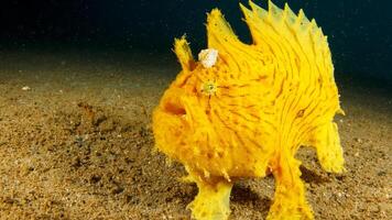 grodfisk antennarius. Fantastisk under vattnet värld, groda fisk marin varelse foto