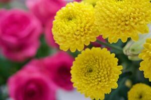 gul blommor krysantemum foto