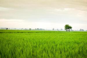 små hydda med fett blad taket i de Centrum av ris fält. skönhet landskap i natur indonesien foto