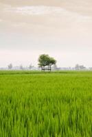 små hydda med fett blad taket i de Centrum av ris fält. skönhet landskap i natur indonesien foto