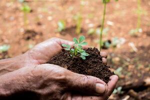 senior jordbrukare håll gro och jord med hans hand, utsäde gro växt tillväxt foto