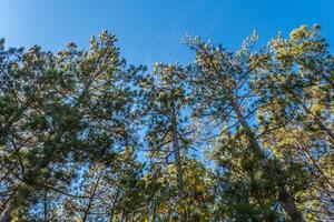 tall träd nå för de himmel foto