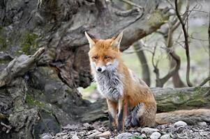 röd räv vulpes i de trän foto