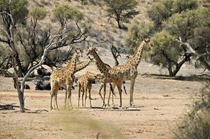 besättning av giraffer i en torr flodbädden i kgalagadi kalahari. torr klimat foto