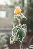 de te träd reste sig är täckt med frost på de gata foto