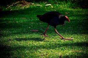 pukeko i rörelse foto