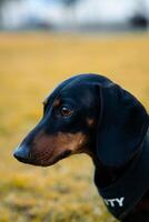 uppriktig hund profil foto