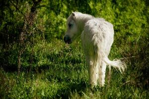 vit häst i solljus foto