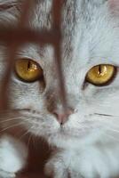 brittiskt katt med ett uttrycksfull se stänga upp foto