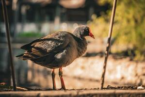 ensam moorhen i solbelyst promenad foto