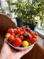 en tallrik full av mogen tomater mot de bakgrund av en Hem trädgård foto