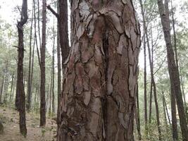 skog bakgrund. mörk skog natur se foto