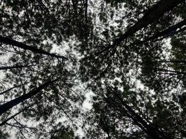 skog bakgrund. mörk skog natur se foto