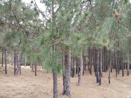 skog bakgrund. mörk skog natur se foto