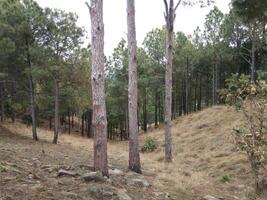 skog bakgrund. mörk skog natur se foto