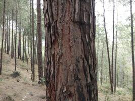 skog bakgrund. mörk skog natur se foto