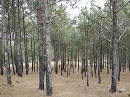 skog bakgrund. mörk skog natur se foto