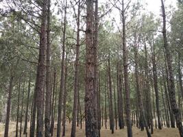 skog bakgrund. mörk skog natur se foto