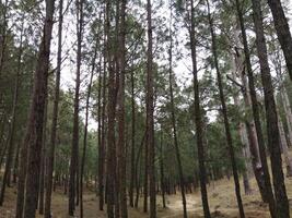 skog bakgrund. mörk skog natur se foto