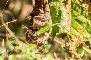 grön anole hängande från en blad foto