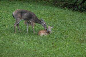 mor rådjur grooming henne fawn efter de regn foto