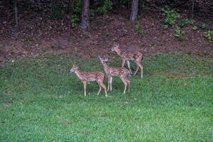 tre whitetail fawns tillsammans foto