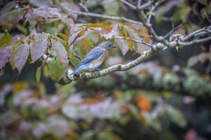 östra blåsångare uppflugen på en gren foto